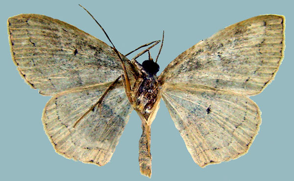 /filer/webapps/moths/media/images/U/umbratilinea_Scopola_AM_ZSMb.jpg