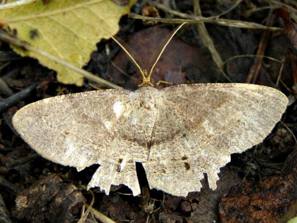 /filer/webapps/moths/media/images/U/umbratilis_Chiasmia_A_Braun.jpg