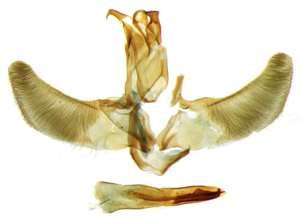 /filer/webapps/moths/media/images/U/umbratilis_Thubdora_GMHT_ZMHB_CIS7048.jpg