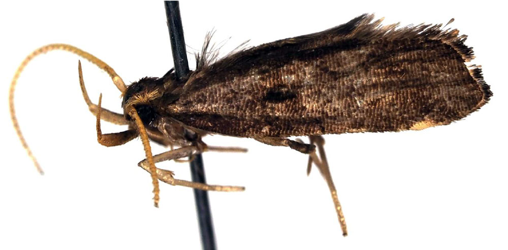 /filer/webapps/moths/media/images/U/umbratilis_Thubdora_HT_ZMHB.jpg