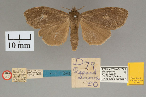 /filer/webapps/moths/media/images/U/umbrensis_Dasychira_AT_OUMNH_01.jpg