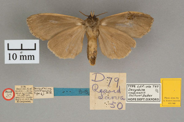 /filer/webapps/moths/media/images/U/umbrensis_Dasychira_AT_OUMNH_02.jpg