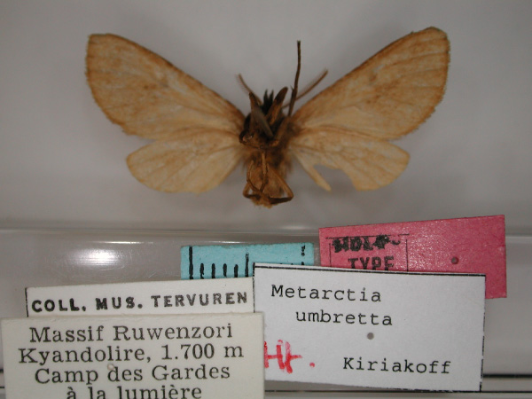/filer/webapps/moths/media/images/U/umbretta_Metarctia_HT_RMCA_02.jpg
