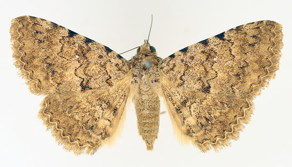 /filer/webapps/moths/media/images/U/umbricola_Polydesma_AF_TMSA_01.jpg
