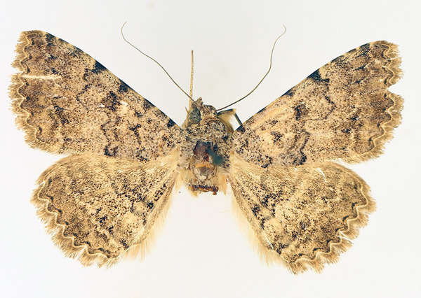 /filer/webapps/moths/media/images/U/umbricola_Polydesma_AM_TMSA_01.jpg