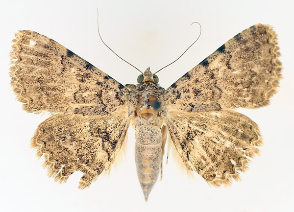 /filer/webapps/moths/media/images/U/umbricola_Polydesma_AM_TMSA_02.jpg
