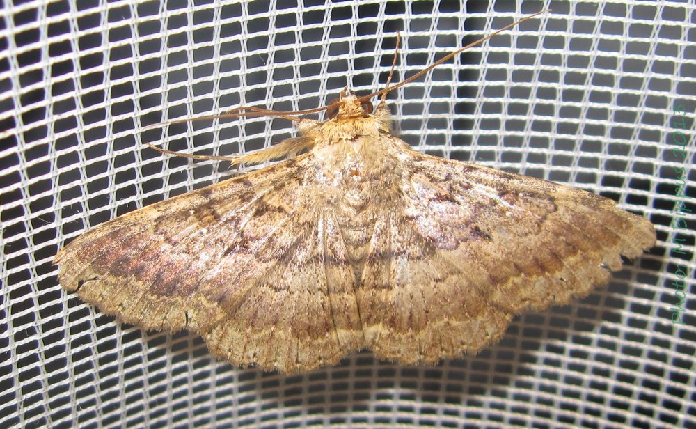 /filer/webapps/moths/media/images/U/umbricola_Polydesma_A_Bippus_01.jpg
