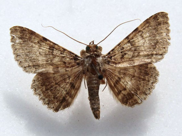 /filer/webapps/moths/media/images/U/umbricola_Polydesma_A_Goff.jpg