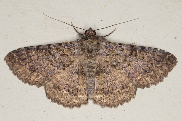 /filer/webapps/moths/media/images/U/umbricola_Polydesma_A_Heyns_01.JPG