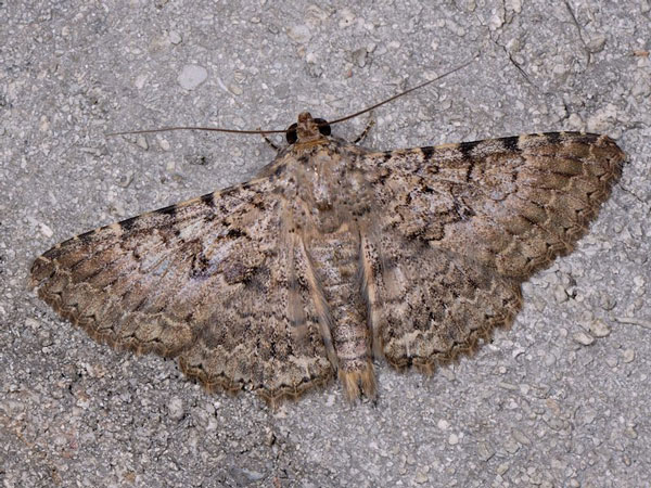 /filer/webapps/moths/media/images/U/umbricola_Polydesma_A_Mazzei_01.jpg