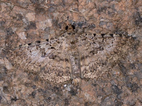 /filer/webapps/moths/media/images/U/umbricola_Polydesma_A_Mazzei_02.jpg