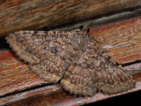 /filer/webapps/moths/media/images/U/umbricola_Polydesma_A_Mazzei_03.jpg