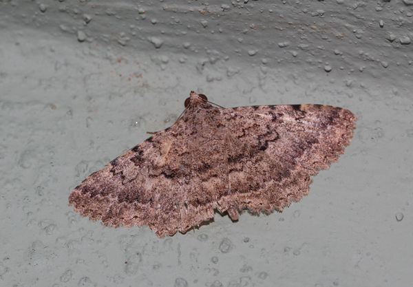 /filer/webapps/moths/media/images/U/umbricola_Polydesma_A_Roland_01.jpg