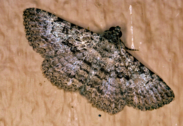 /filer/webapps/moths/media/images/U/umbricola_Polydesma_A_Roland_01_13hGXqe.jpg