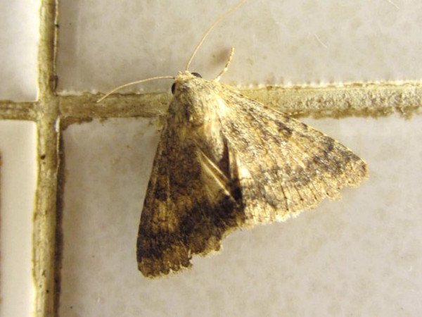 /filer/webapps/moths/media/images/U/umbricola_Polydesma_A_Sydes.jpg