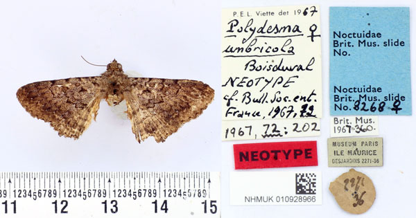 /filer/webapps/moths/media/images/U/umbricola_Polydesma_NT_BMNH.jpg