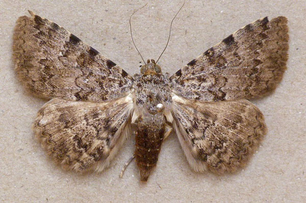 /filer/webapps/moths/media/images/U/umbricola_Polydesmia_A_Butl.jpg