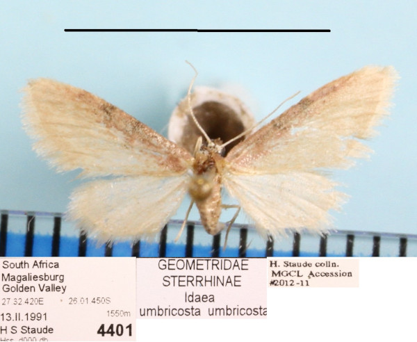 /filer/webapps/moths/media/images/U/umbricosta_Idaea_A_MGCLa_01.jpeg