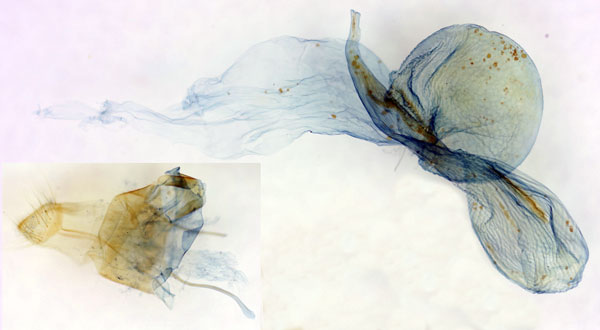 /filer/webapps/moths/media/images/U/umbrifascia_Timora_GFHT_BMNH_5976.jpg