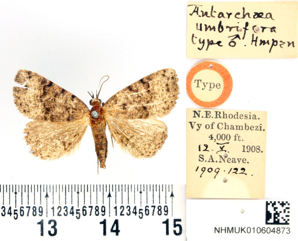 /filer/webapps/moths/media/images/U/umbrifera_Antarchaea_HT_BMNH.jpg