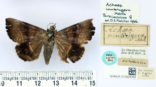 /filer/webapps/moths/media/images/U/umbrigera_Achaea_PLT_BMNH.jpg