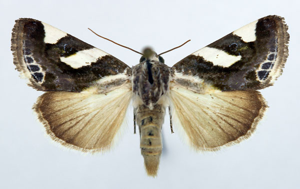 /filer/webapps/moths/media/images/U/umbrigera_Acontia_AF_Aulombard.jpg