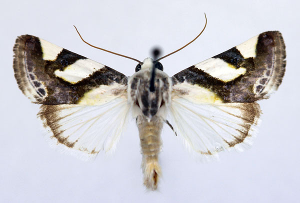 /filer/webapps/moths/media/images/U/umbrigera_Acontia_AM_Aulombard.jpg