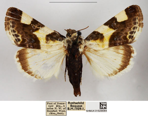 /filer/webapps/moths/media/images/U/umbrigera_Acontia_AM_NHMUK.jpg