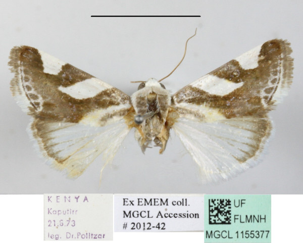 /filer/webapps/moths/media/images/U/umbrigera_Acontia_A_MGCLa_01.JPG