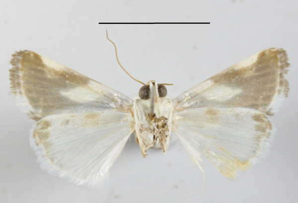 /filer/webapps/moths/media/images/U/umbrigera_Acontia_A_MGCLb_01.JPG