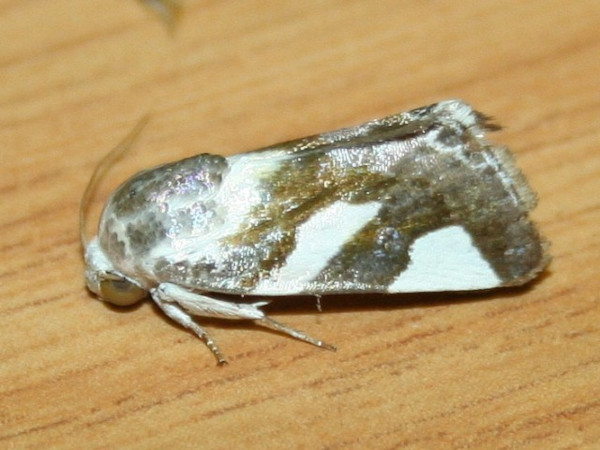 /filer/webapps/moths/media/images/U/umbrigera_Acontia_A_Sydes.JPG