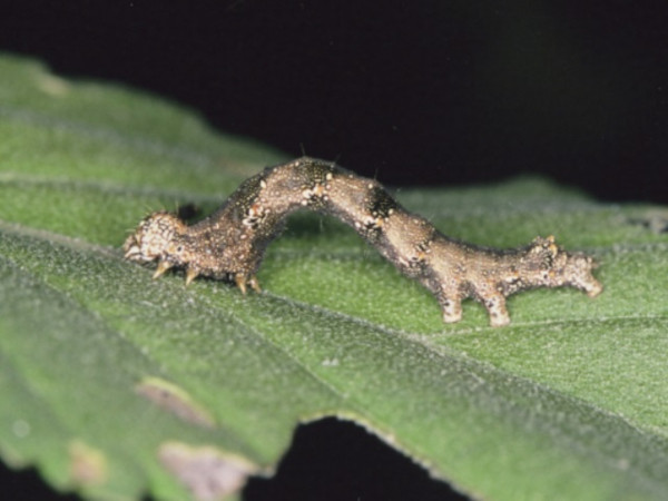 /filer/webapps/moths/media/images/U/umbrigera_Acontia_C_Roland.JPG