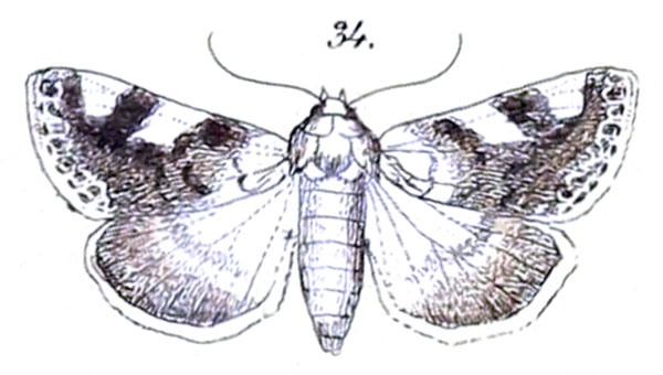 /filer/webapps/moths/media/images/U/umbrigera_Acontia_HT_Felder_1875_108-34.jpg