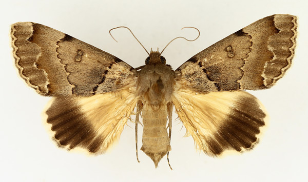 /filer/webapps/moths/media/images/U/umbrilinea_Ophiusa_AF_TMSA_01.jpg