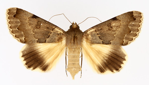 /filer/webapps/moths/media/images/U/umbrilinea_Ophiusa_AF_TMSA_02.jpg