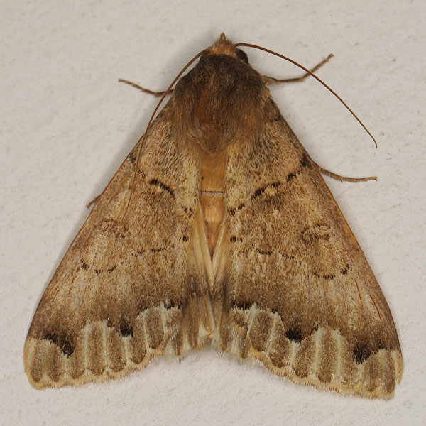 /filer/webapps/moths/media/images/U/umbrilinea_Ophiusa_A_Heynsa.jpg