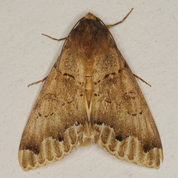 /filer/webapps/moths/media/images/U/umbrilinea_Ophiusa_A_Heynsb.jpg