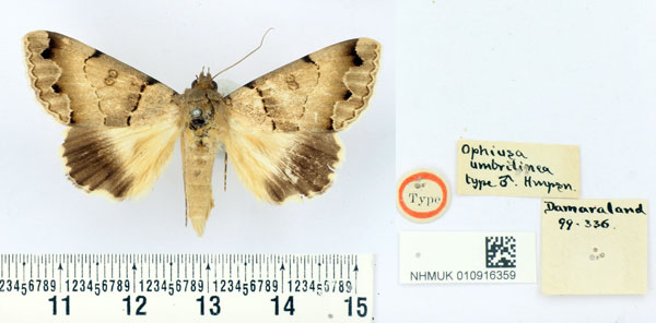 /filer/webapps/moths/media/images/U/umbrilinea_Ophiusa_HT_BMNH.jpg