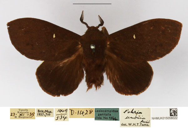 /filer/webapps/moths/media/images/U/umbrina_Pehria_AM_NHMUK.jpg
