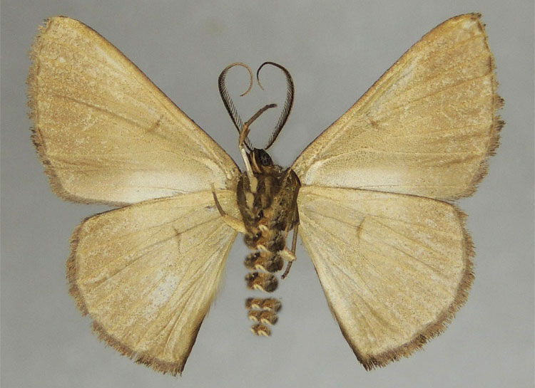 /filer/webapps/moths/media/images/U/umbrina_Pycnostega_HT_ZSMb.jpg