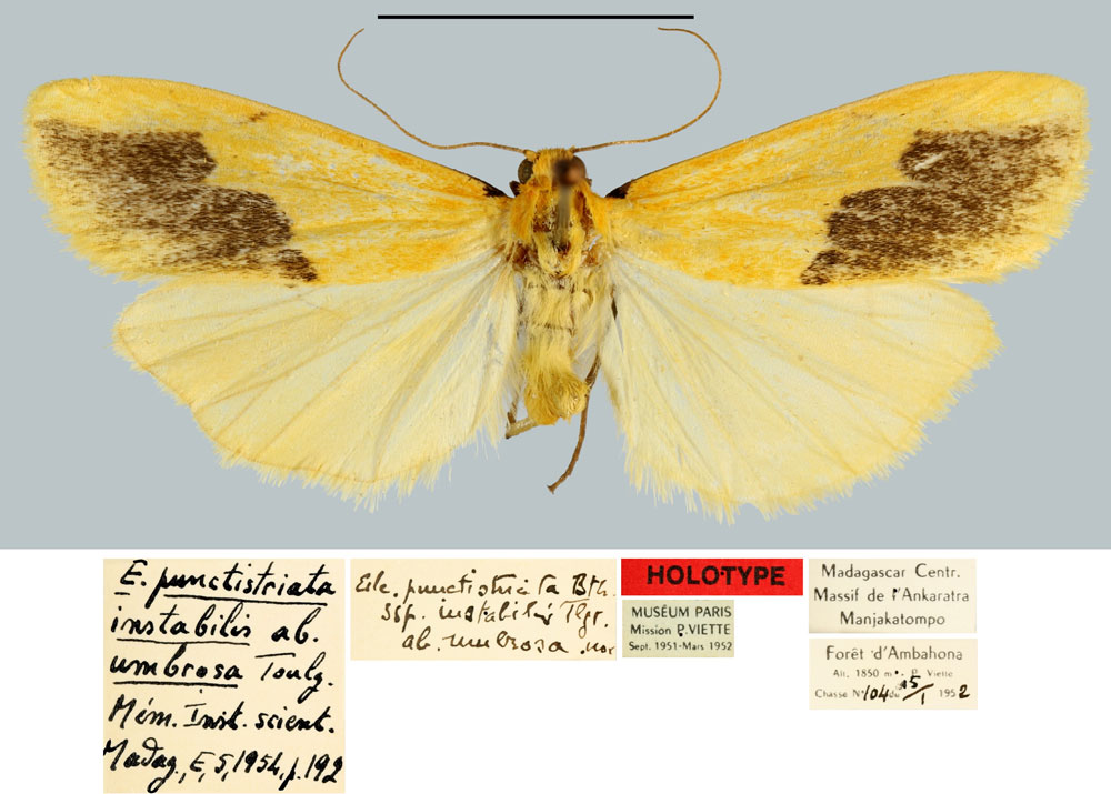 /filer/webapps/moths/media/images/U/umbrosa_Eilema_HT_MNHN.jpg