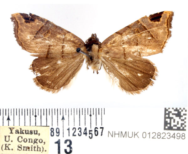 /filer/webapps/moths/media/images/U/umbrosa_Marcipalina_AF_BMNH.jpg