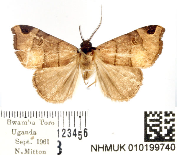 /filer/webapps/moths/media/images/U/umbrosa_Marcipalina_AM_BMNH.jpg