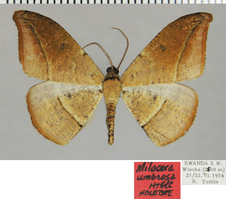 /filer/webapps/moths/media/images/U/umbrosa_Milocera_HT_ZSMa.jpg