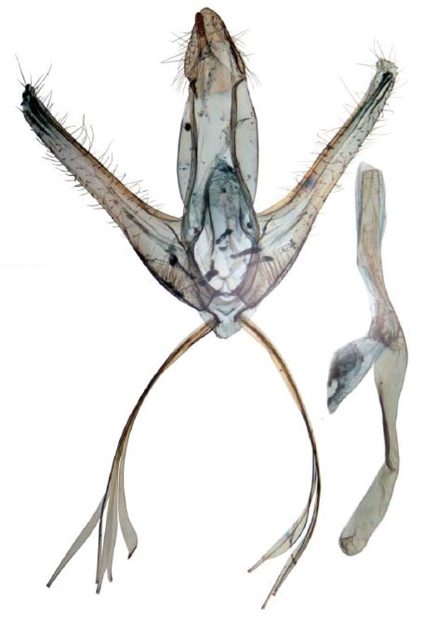 /filer/webapps/moths/media/images/U/umbroterminalis_Ptychopseustis_GMPT_BMNH.jpg