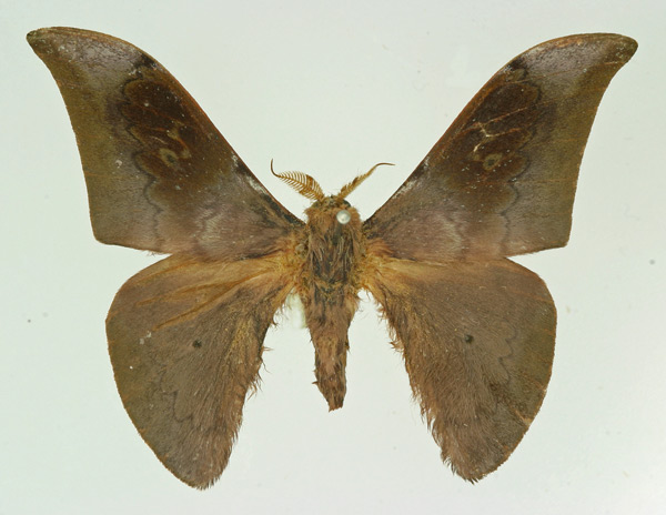 /filer/webapps/moths/media/images/U/umbrulatum_Orthogonioptilum_PT_Basquin.jpg