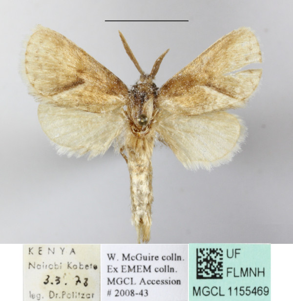 /filer/webapps/moths/media/images/U/umtaliana_Metarbelodes_A_MGCLa_02.JPG