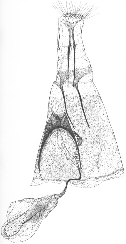 /filer/webapps/moths/media/images/U/umukarus_Phyllonorycter_GF_DePrins3754.jpg