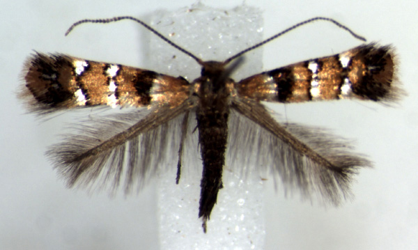 /filer/webapps/moths/media/images/U/umukarus_Phyllonorycter_PT_RMCA.jpg