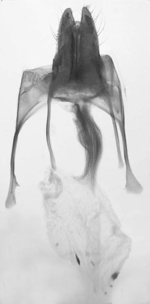 /filer/webapps/moths/media/images/U/umvoti_Sciomesa_GFHT_MNHN_224.jpg